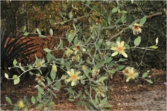 Capparis divaricata